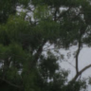 Meet your Posher, Danani